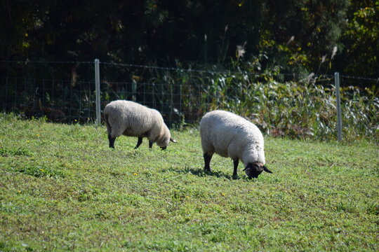 ヒツジの放牧 高原牧場