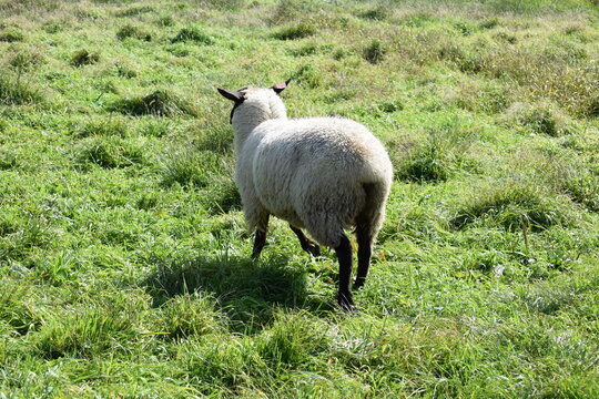 ヒツジの放牧 高原牧場