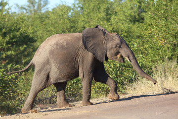 Obraz premium Afrikanischer Elefant / African elephant / Loxodonta africana