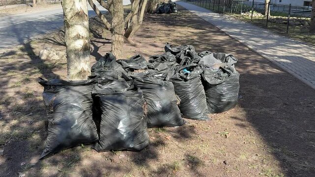 Black garbage bags piled on lawn after spring raking around birch tree near roadside last year dry leaves gathered into bags.