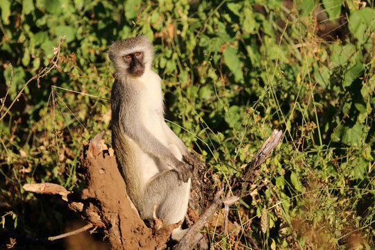 Gr&uuml;ne Meerkatze / Vervet monkey / Cercopithecus aethiops