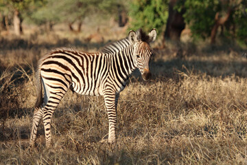 Fototapeta premium Steppenzebra / Burchell's zebra / Equus quagga burchellii