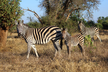 Fototapeta premium Steppenzebra / Burchell's zebra / Equus quagga burchellii