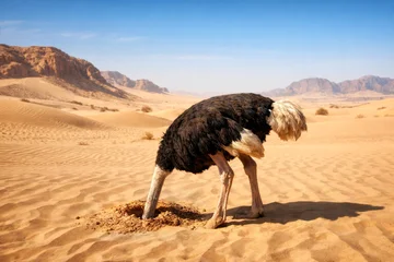 A large ostrich burying its head in desert sand, symbolizing denial, avoidance, and refusing to face problems or reality in business and life. © giedriius