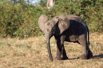 Fototapeta premium Afrikanischer Elefant / African elephant / Loxodonta africana