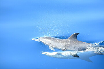 Fototapeta premium Dolphin
