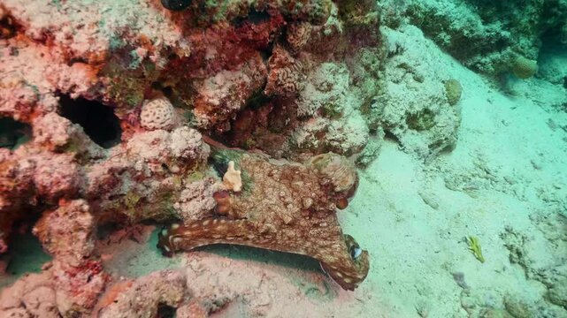 underwater footage showcasing a reef octopus expertly camouflaging itself against the vibrant coral and sandy seabed. This intelligent cephalopod demonstrates its remarkable ability to change color an
