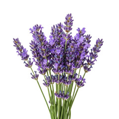 Fototapeta premium Lavender flowers on transparent background