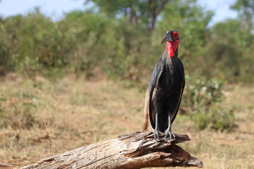 Kaffernhornrabe / Southern ground hornbill / Bucorvus leadbeateri © Ludwig