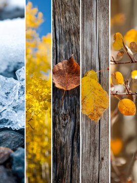 A creative vertical collage showcasing the transition from icy winter to vibrant autumn with colorful leaves and natural wood textures in various seasonal stages