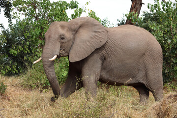 Obraz premium Afrikanischer Elefant / African elephant / Loxodonta africana