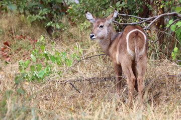 Obraz premium Wasserbock / Waterbuck / Kobus ellipsiprymnus