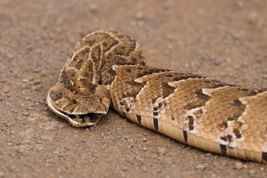 Puffotter / Puff adder / Bitis arietans arietans