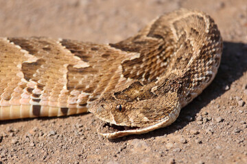 Obraz premium Puffotter / Puff adder / Bitis arietans arietans