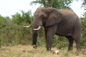 Fototapeta premium Afrikanischer Elefant / African elephant / Loxodonta africana