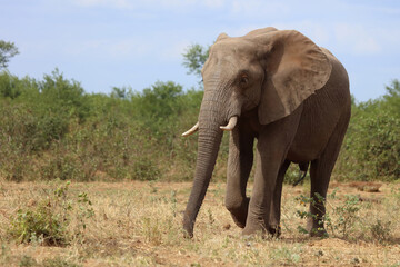 Fototapeta premium Afrikanischer Elefant / African elephant / Loxodonta africana
