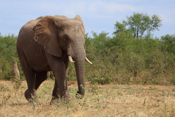 Fototapeta premium Afrikanischer Elefant / African elephant / Loxodonta africana
