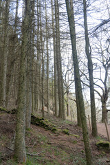 Obraz premium footpath in the woods