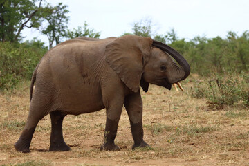 Obraz premium Afrikanischer Elefant / African elephant / Loxodonta africana