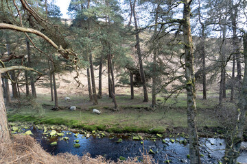 Fototapeta premium trees in the field wwih sheep