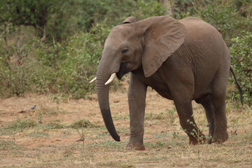 Fototapeta premium Afrikanischer Elefant / African elephant / Loxodonta africana