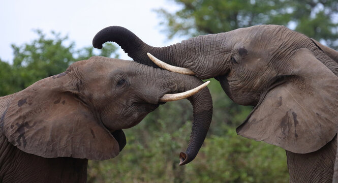 Afrikanischer Elefant / African elephant / Loxodonta africana
