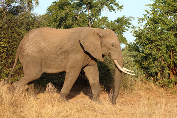 Fototapeta premium Afrikanischer Elefant / African elephant / Loxodonta africana