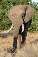 Fototapeta premium Afrikanischer Elefant / African elephant / Loxodonta africana
