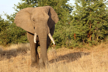Fototapeta premium Afrikanischer Elefant / African elephant / Loxodonta africana