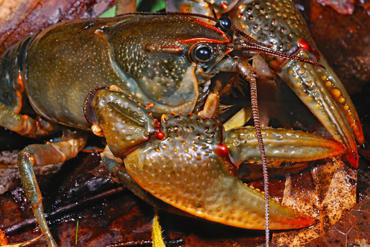 Devil Crayfish, Lacunicambarus diogenes species complex