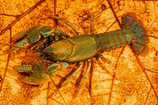 Devil Crayfish, Lacunicambarus diogenes species complex