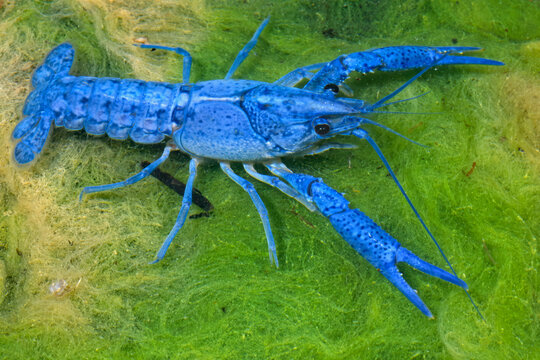 Blue color morph of the Everglades crayfish, Procambaurs alleni