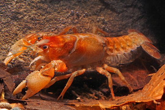 Prairie crayfish, Procambarus gracilis