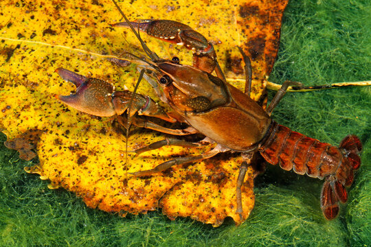 Prairie crayfish, Procambarus gracilis