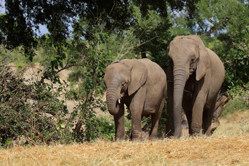 Obraz premium Afrikanischer Elefant / African elephant / Loxodonta africana