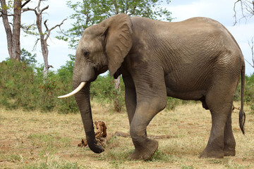 Fototapeta premium Afrikanischer Elefant / African elephant / Loxodonta africana