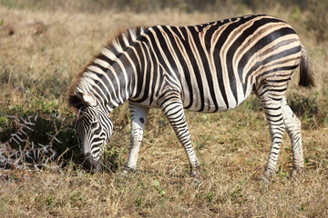 Obraz premium Steppenzebra / Burchell's zebra / Equus quagga burchellii