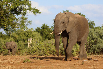 Fototapeta premium Afrikanischer Elefant / African elephant / Loxodonta africana