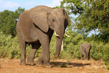 Obraz premium Afrikanischer Elefant / African elephant / Loxodonta africana