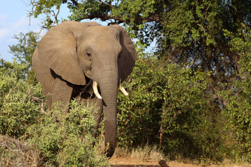 Obraz premium Afrikanischer Elefant / African elephant / Loxodonta africana