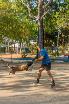 Senior man training Malinois dog jumping for bite tug toy in park