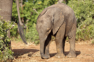 Fototapeta premium Afrikanischer Elefant / African elephant / Loxodonta africana