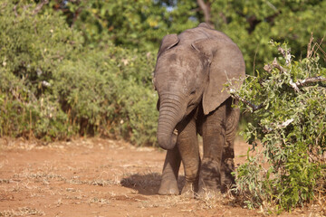 Fototapeta premium Afrikanischer Elefant / African elephant / Loxodonta africana