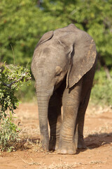 Fototapeta premium Afrikanischer Elefant / African elephant / Loxodonta africana