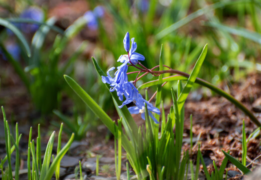 scilla siberica  flowers  wild blue plants,