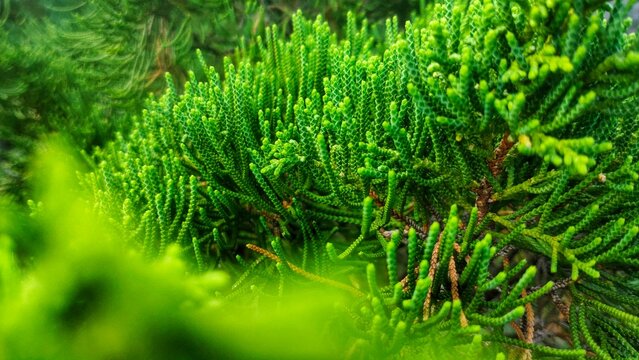 A vibrant close-up of lush green juniper foliage. The scale-like leaves create a dense, textured pattern with soft sunlight highlighting the intricate, needle-like branches.