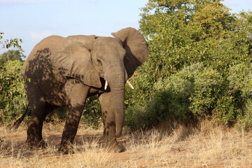 Obraz premium Afrikanischer Elefant / African elephant / Loxodonta africana