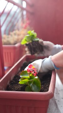 A woman planting flowers in a flower pot on a terrace in spring
