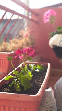 A woman planting flowers in a flower pot on a terrace in spring