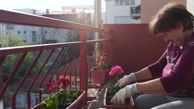 A woman planting flowers in a flower pot on a terrace in spring